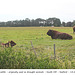 Sussex red cattle, Seaford 13 8 2021