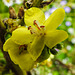 20210927 2912CPw [D~LIP] Königskerze (Verbascum speciosum), UWZ, Bad Salzuflen