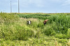 Cows in the grass