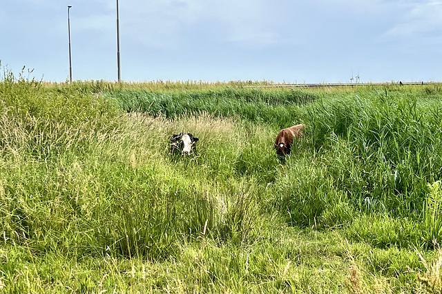 Cows in the grass