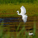 Little egret Little egret