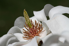 Magnolia