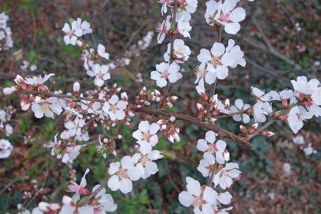 Berry bush in Blossom