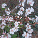 Berry bush in Blossom