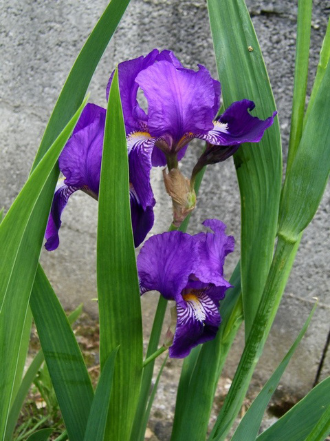 Iris