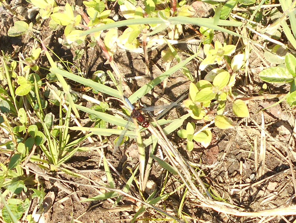 DSCN7135 - libélula
