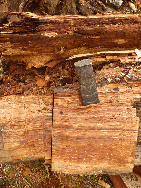Chestnut wood