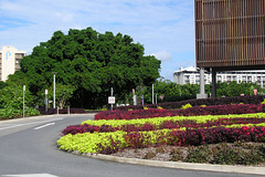 Roundabout In Cairns
