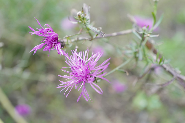 Centaurea stoebe, Canada L1010169