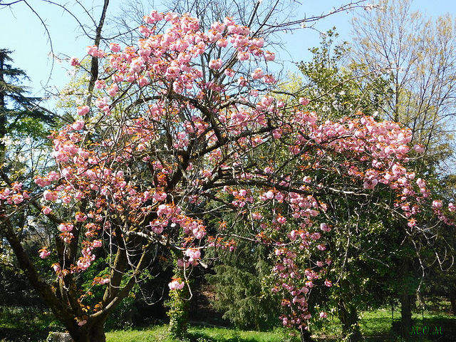 Prunus...