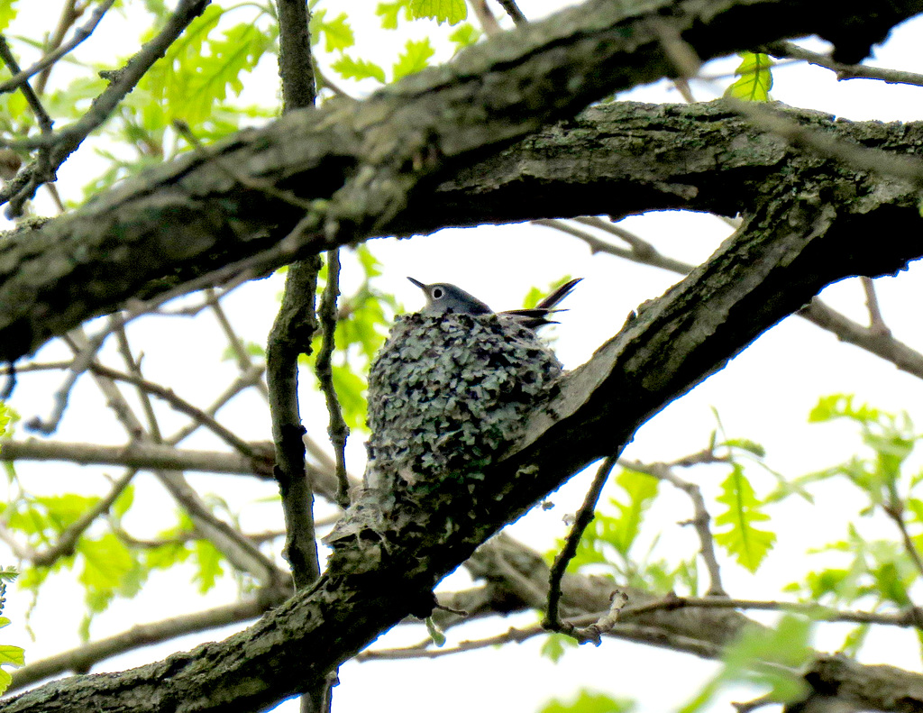 Vireo (genus)