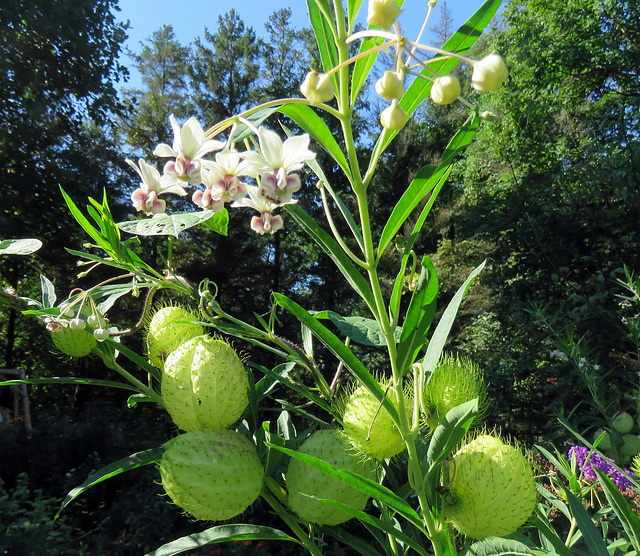 Hybrid Milkweed with fist-size seed pods.