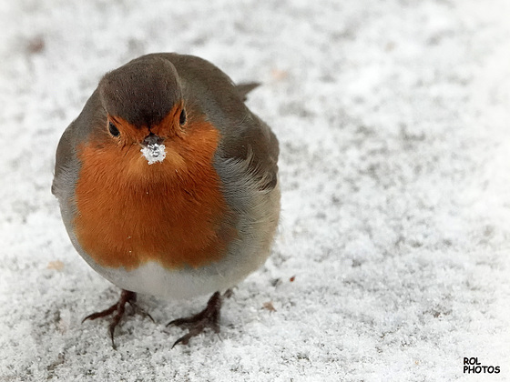 La moustache, dans la neige ...du 10/02/2021