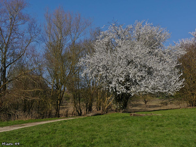 ANGERS