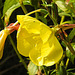 20210927 2913CPw [D~LIP] Nachtkerze (Oenothera), UWZ, Bad Salzuflen