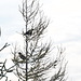 Two crows in a juniper