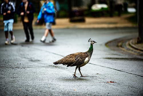 20240530_zoopark erfurt (d800)