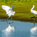 Little egrets Little egrets