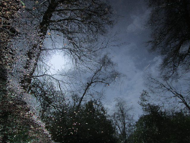 Trees at Hare Hill.