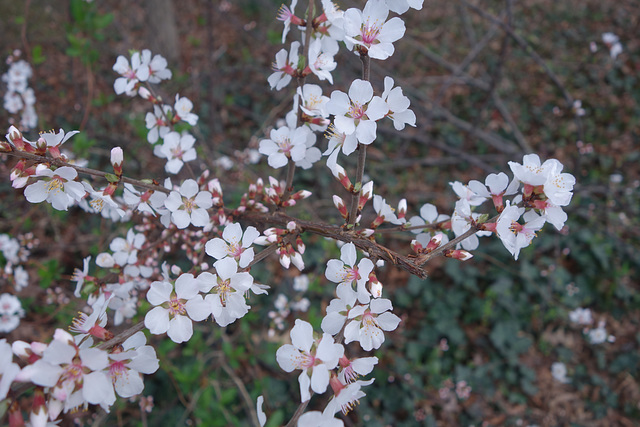 Berry bush