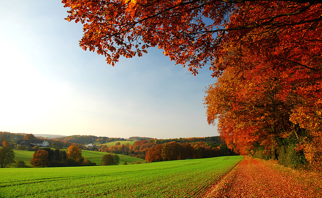 Ein Wald sieht rot