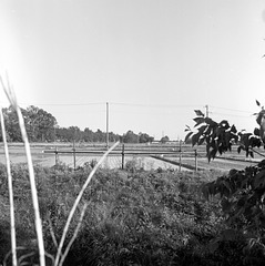 Paddy fields