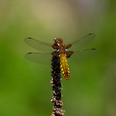 Broad Bodied Chaser (Libellula depressa)