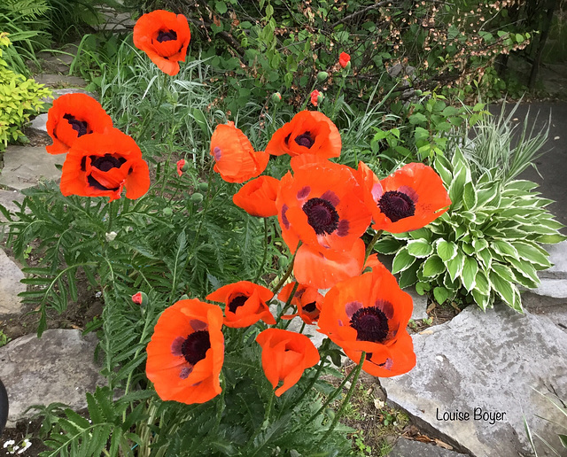 Le temps des pavots !