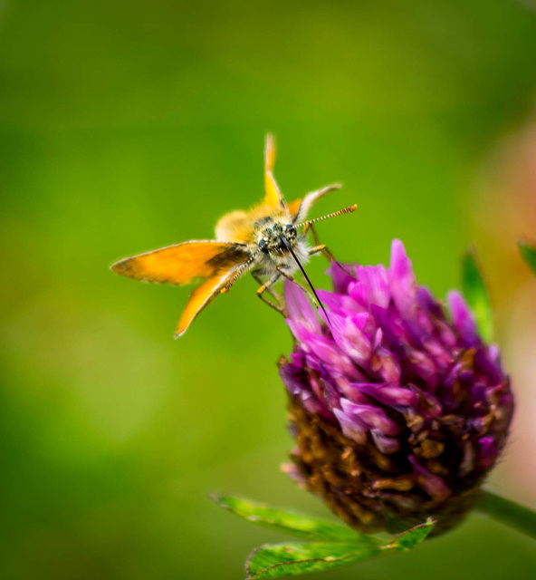 Skipper butterfly