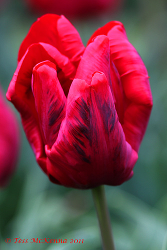 Tulip  259 copy
