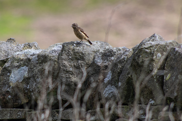 Juv Stonechat on wall-6172
