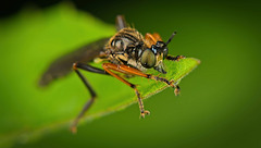 Die Raubfliegen oder Jagdfliegen (Asilidae) sind auf der Lauer :)) The robber flies or hunting flies (Asilidae) are on the lookout :)) Les mouches voleuses ou mouches chasseuses (Asilidae) sont à l'affût :))