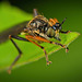 Die Raubfliegen oder Jagdfliegen (Asilidae) sind auf der Lauer :)) The robber flies or hunting flies (Asilidae) are on the lookout :)) Les mouches voleuses ou mouches chasseuses (Asilidae) sont à l'affût :))