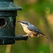 Nuthatch Nuthatch