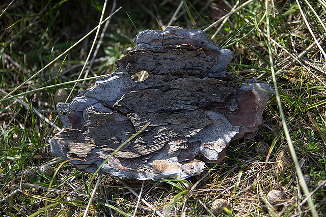 20140912 5230VRAw [NL] Terschelling