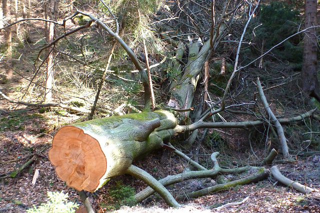 Kohlgrund - vom Sturm geknickte alte Buche