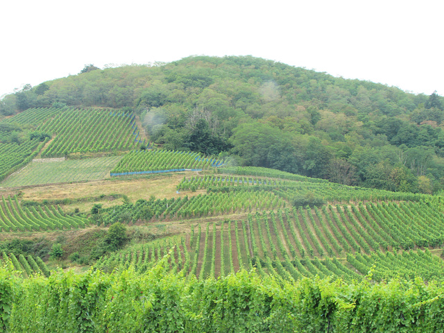 28-Route des vins