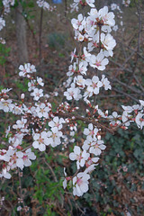 Berry bush in Blossom