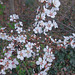 Berry bush in Blossom