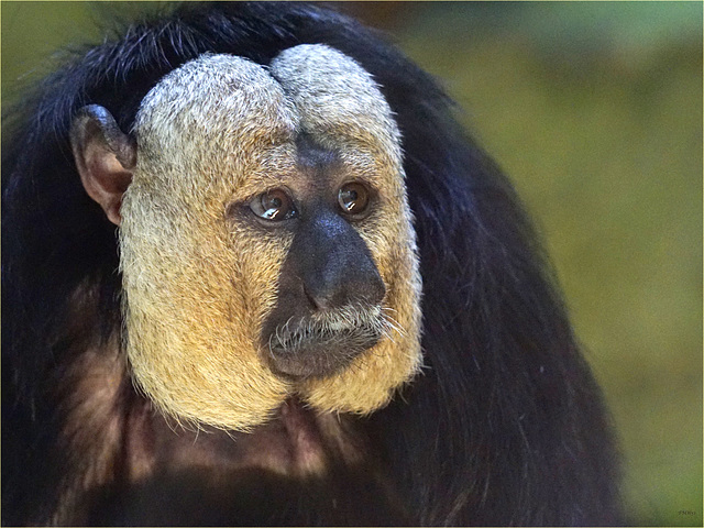 White-faced saki portrait