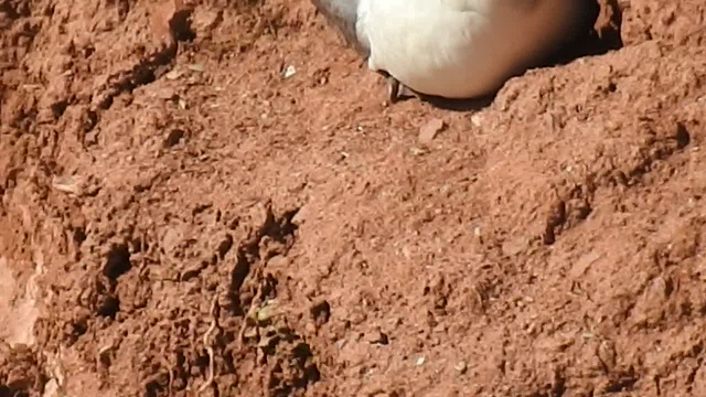 20180406 3624CP~V [PI] Eissturmvogel (Fulmarus glaciallis), Helgoland