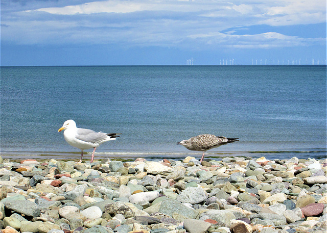 Sauntering seagulls.