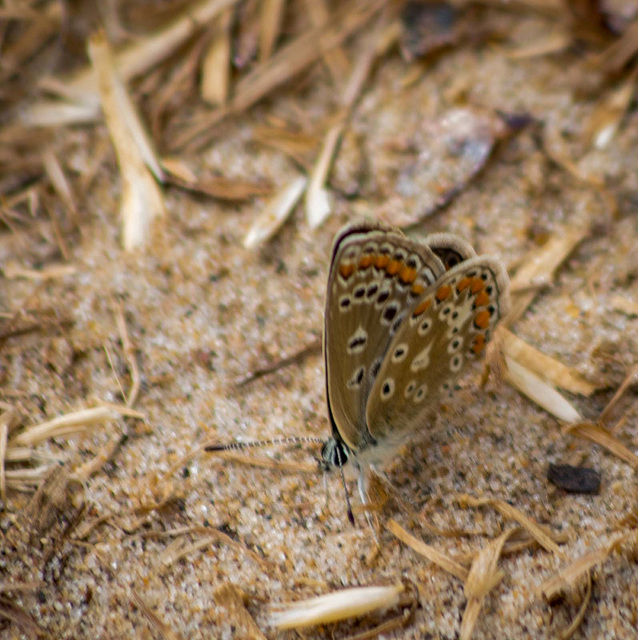 West Kirby  butterfly, I don 't recognise it though.