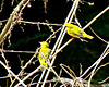 Yellow Warbler pair (Setophaga petechia)