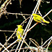 Yellow Warbler pair (Setophaga petechia)
