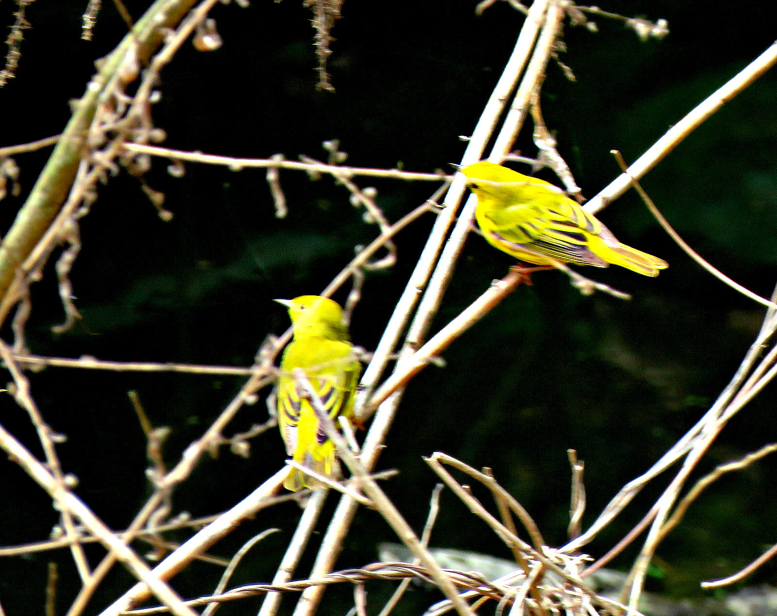 Yellow Warbler pair (Setophaga petechia)