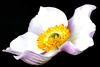 Anemone hupehensis var. japonica