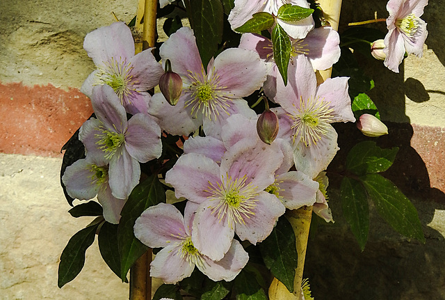 20210524 0287CPw [D~LIP] Waldrebe (Clematis), UWZ,  Bad Salzuflen