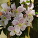 20210524 0287CPw [D~LIP] Waldrebe (Clematis), UWZ,  Bad Salzuflen