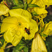 20210927 2914CPw [D~LIP] Nachtkerze (Oenothera), Mistbiene, UWZ, Bad Salzuflen